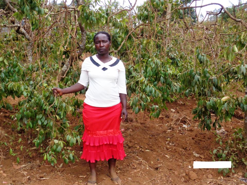 Borrower image