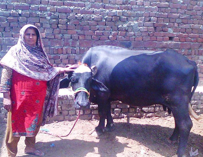 Borrower image