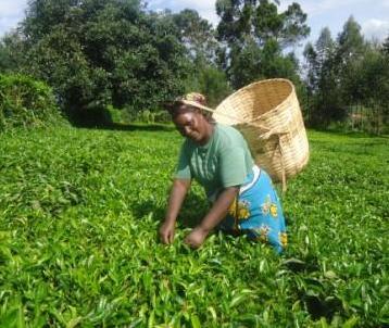 Borrower image
